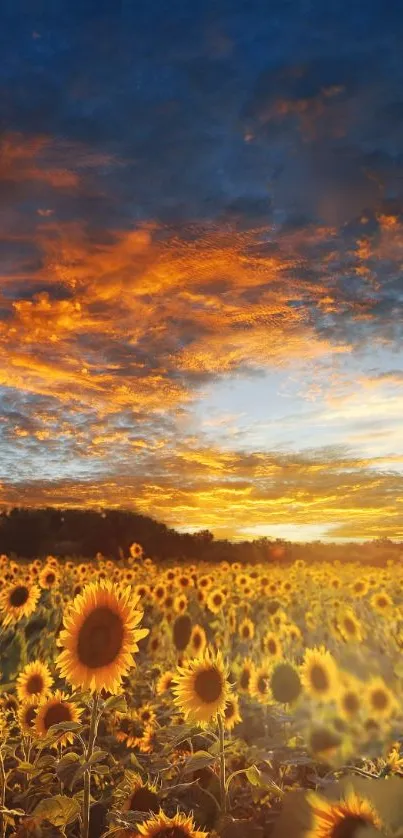 Sunflower field at sunset with vibrant orange sky.