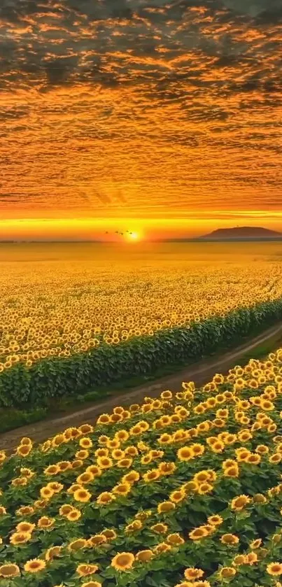 Sunflower field with golden sunset and vibrant orange sky.