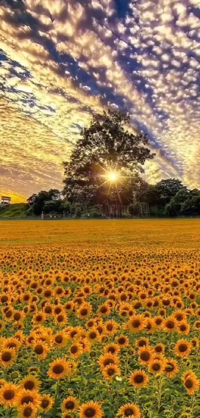 Stunning sunset over a vibrant sunflower field, showcasing nature's golden hues.