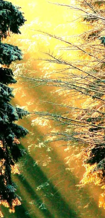 Golden sunlight streaming through a serene forest in the morning.