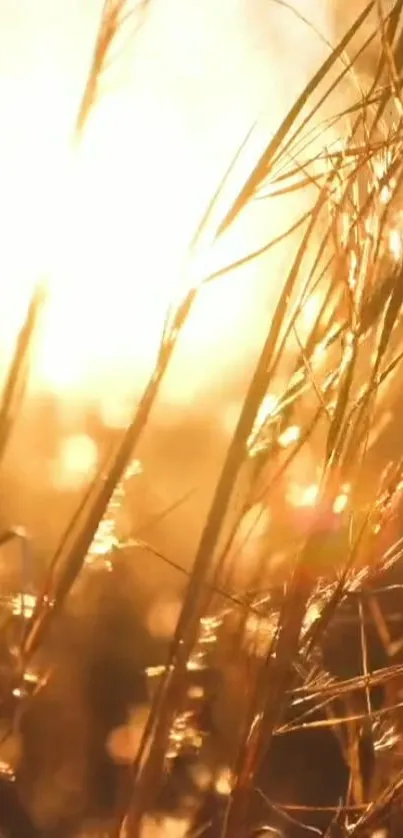 Golden sunrise over grassy field with warm, ambient light.