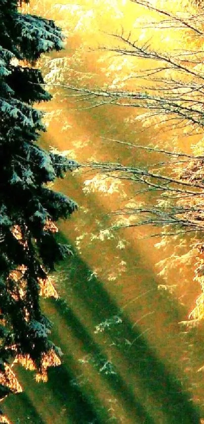 Golden sunlight streams through snowy evergreen trees.