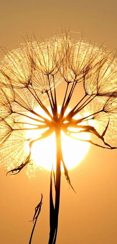 Dandelion silhouetted against a glowing sunset in orange hues.