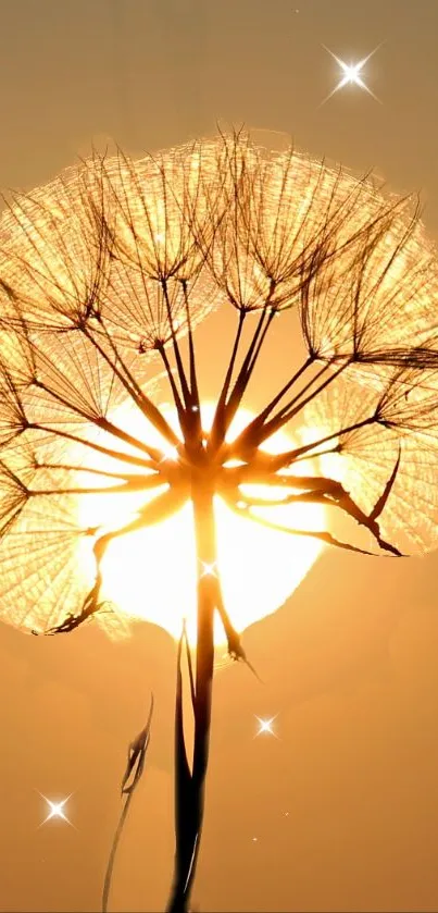 Golden dandelion against a sunset sky.