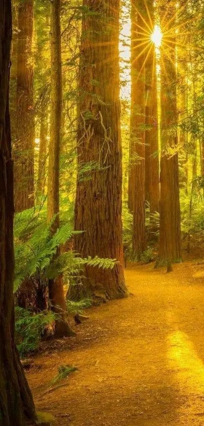 Sunlit forest path with golden hues and towering trees.