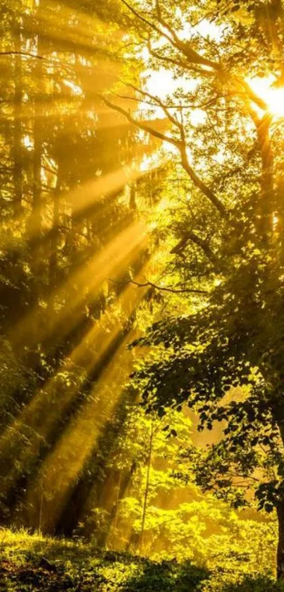 Golden rays streaming through forest trees, creating a serene, sunlit scene.