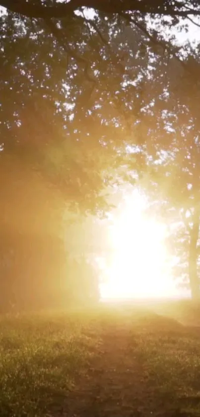 Golden sunrise illuminating a forest pathway.