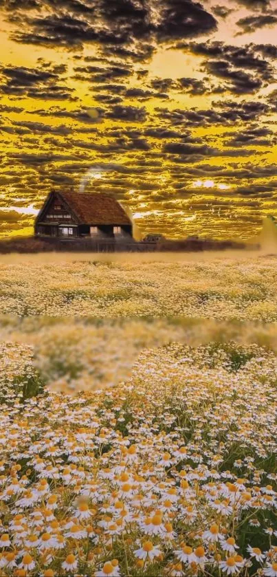 Golden sunrise over daisy field with cottage in the background.