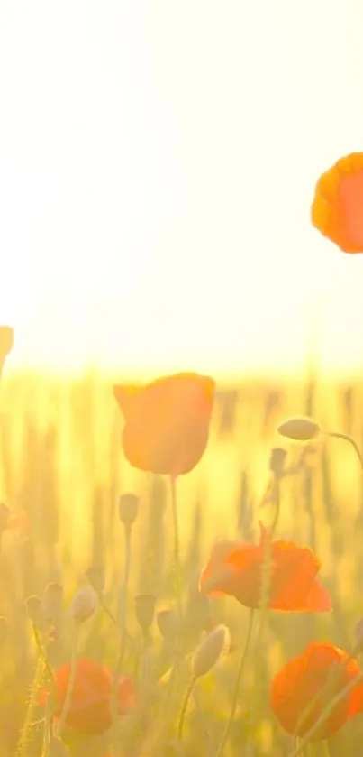 Golden sunrise with orange poppies in a vibrant field.