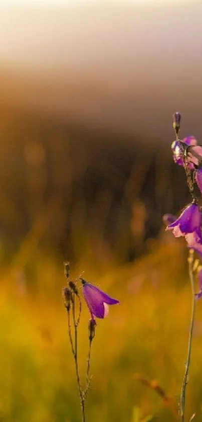 Purple flowers with golden sunset background.