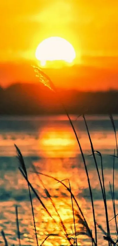 Golden sunset over a tranquil beach with serene waters and silhouette of grasses.