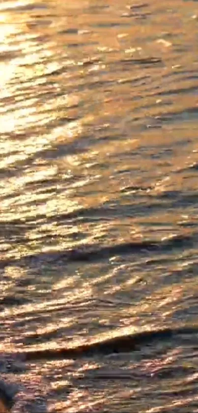 Golden sunset reflecting over ocean waves on a beach.