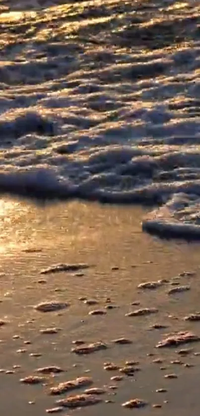 Golden sunset beach waves with foamy shoreline.