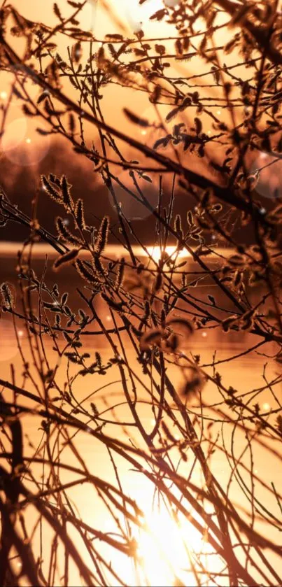 Silhouetted branches in a golden sunset over calm water, creating a serene scene.