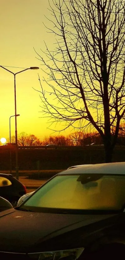 Golden sunset over a cityscape with silhouetted trees and parked cars.