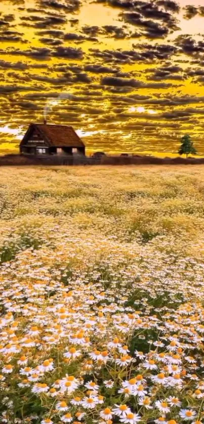 Mobile wallpaper of a field of daisies under a golden sunset with a distant cottage.