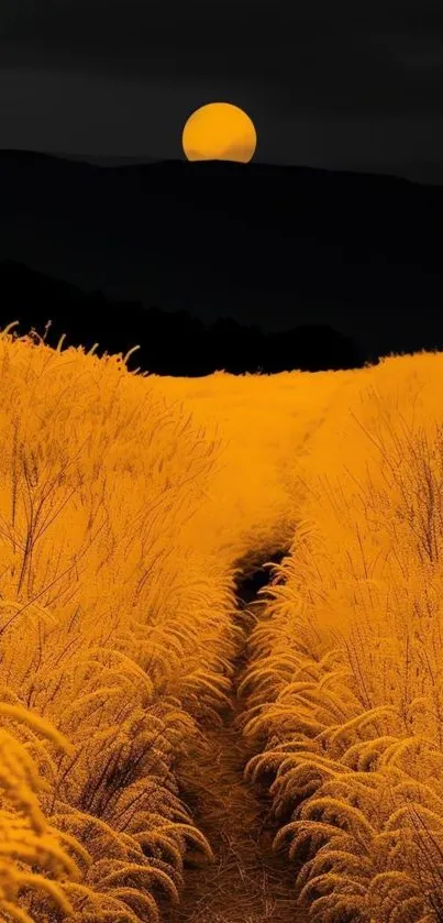 Golden field path under a sunset sky, creating a serene and warm atmosphere.