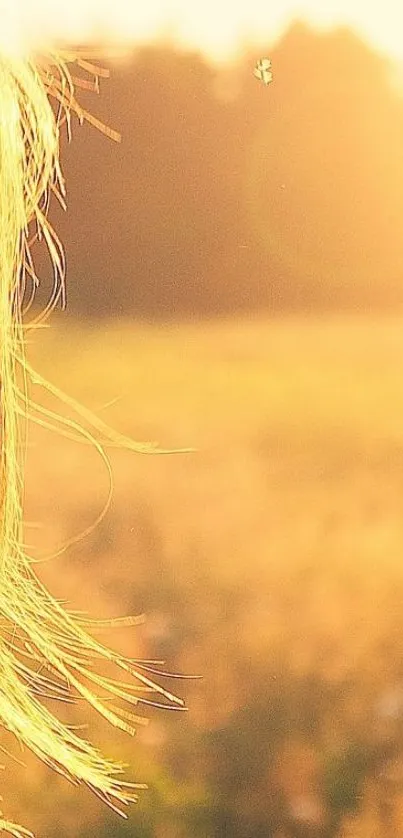 Golden sunset over a tranquil field.