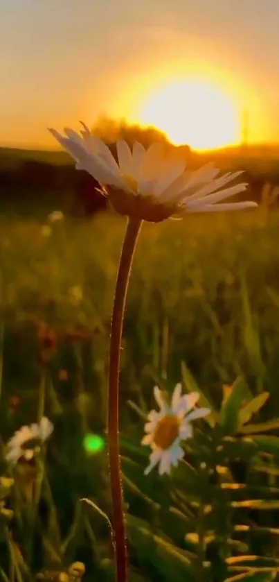 Daisy in a sunset field mobile wallpaper scene.