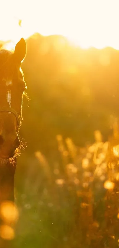 Majestic horse in a field during a golden sunset.