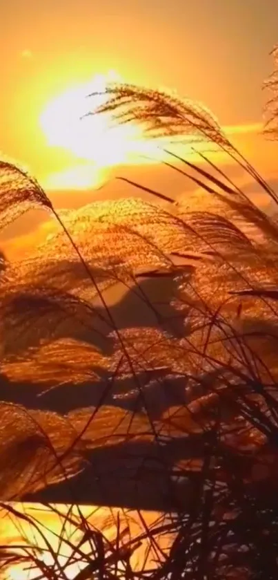 Golden sunset with silhouetted grass in the foreground, glowing warmly.