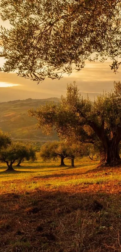 Golden sunset over olive tree landscape