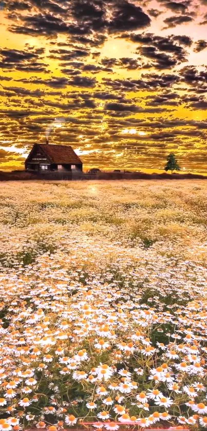 Golden sunset over daisy field with rustic house and vibrant sky.