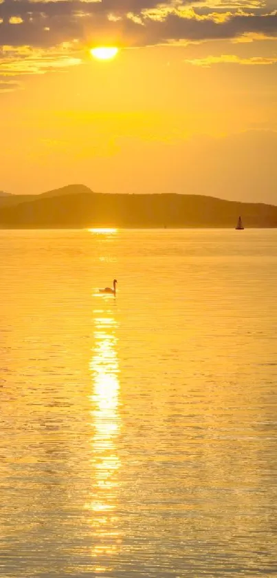 Swan gliding on a lake beneath a golden sunset with serene reflections.