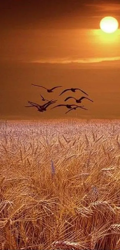 Golden sunset over wheat fields with birds flying, creating a tranquil scene.