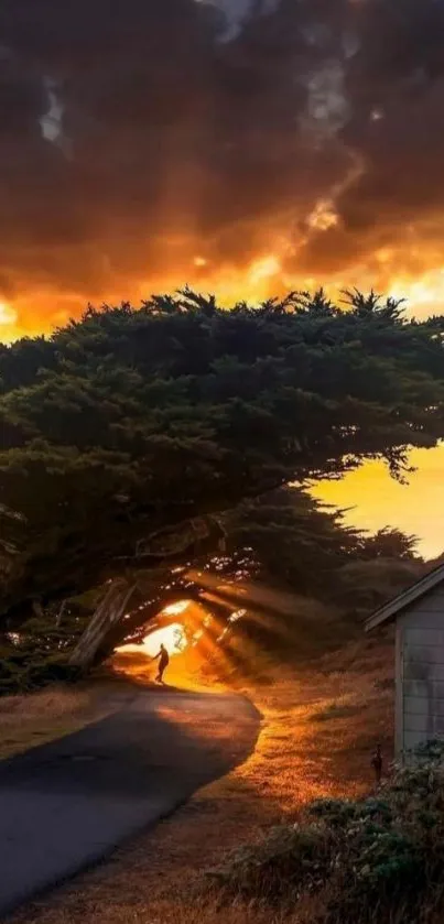 Golden sunset on a tree-lined road with silhouetted hiker.