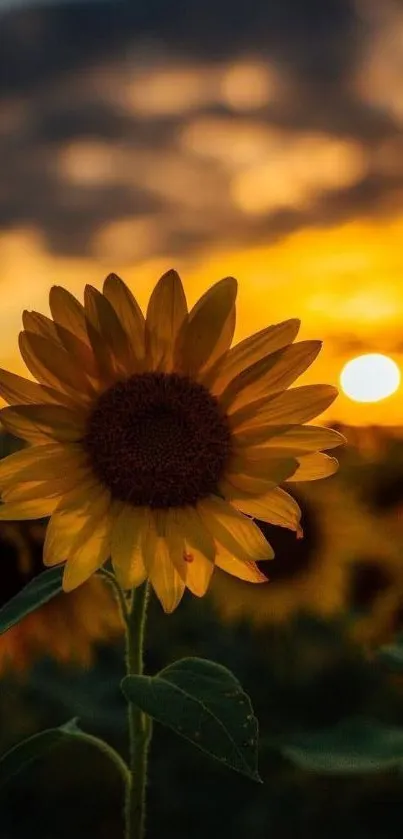 Sunflower silhouette against a golden sunset sky wallpaper.