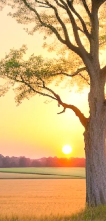 Golden sunset behind a tall tree with scenic fields.