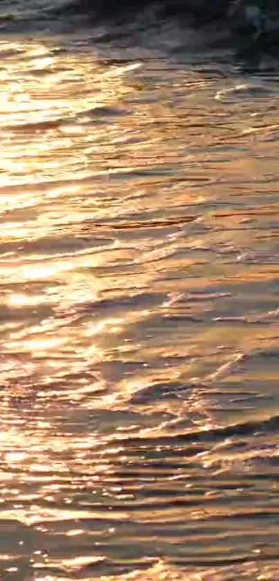 Golden sunset reflections on rippling water surface.