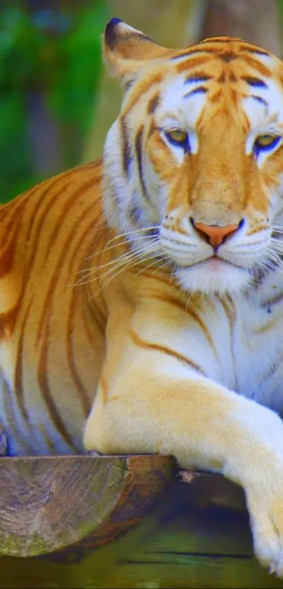 Golden tiger lounging on wood in forest setting.