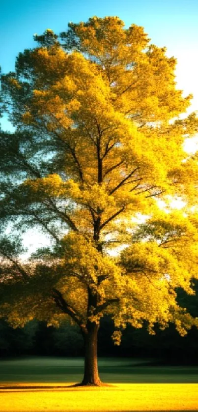 Majestic tree at dawn with golden sunlight, creating a serene and peaceful ambiance.