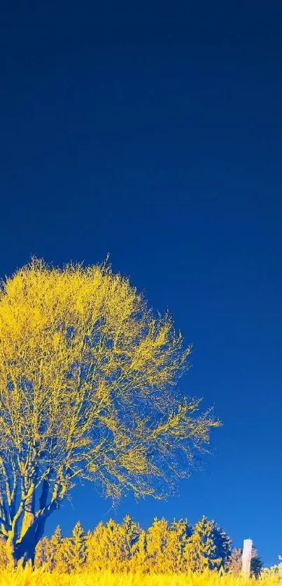 Golden tree with blue sky mobile wallpaper.