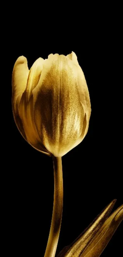 Golden tulip on black background mobile wallpaper