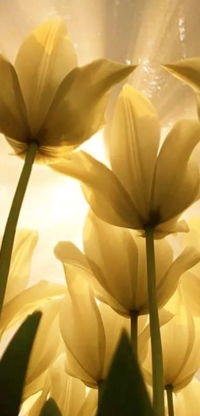 Golden tulips illuminated by sunlight, creating a serene floral scene.