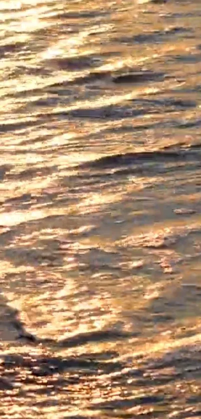 Golden waves reflecting sunlight on calm ocean surface.