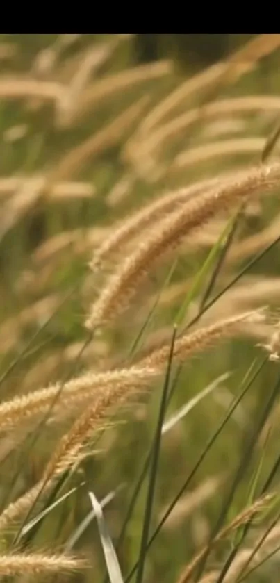 Golden wheat stalks swaying in a serene field, capturing rustic charm.