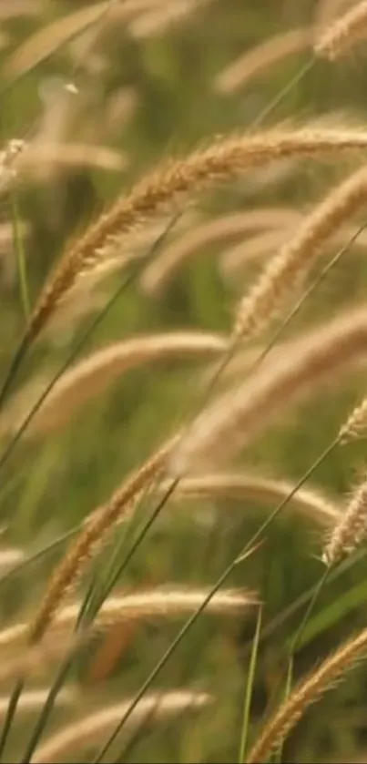 Golden wheat stalks in a serene field, perfect for nature lovers.