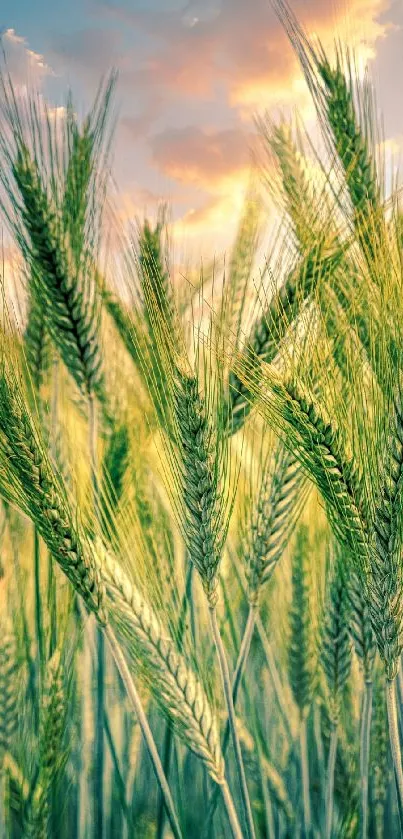 Golden wheat field under a colorful sunset sky.