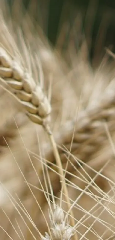 Close-up of golden wheat spikes in a field, perfect for natural wallpaper.