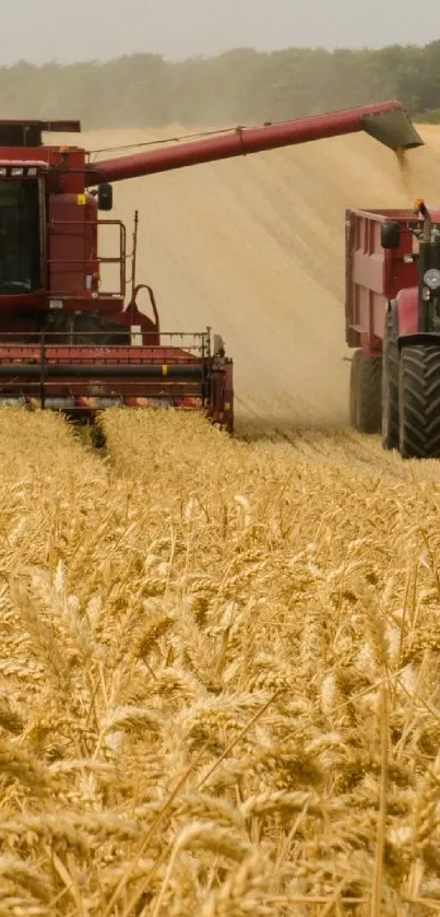 Golden wheat field with tractors during harvest.