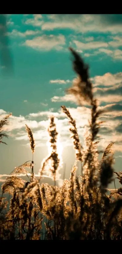 Golden wheat field at sunset with vibrant teal sky.