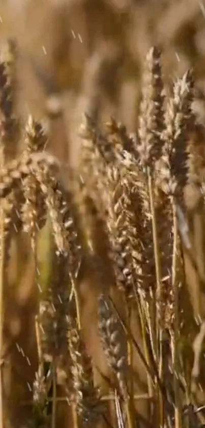 Golden wheat field under sunlight, showcasing nature's beauty.