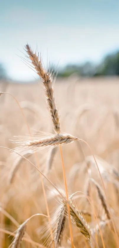 Golden wheat field under a blue sky creates a serene background.