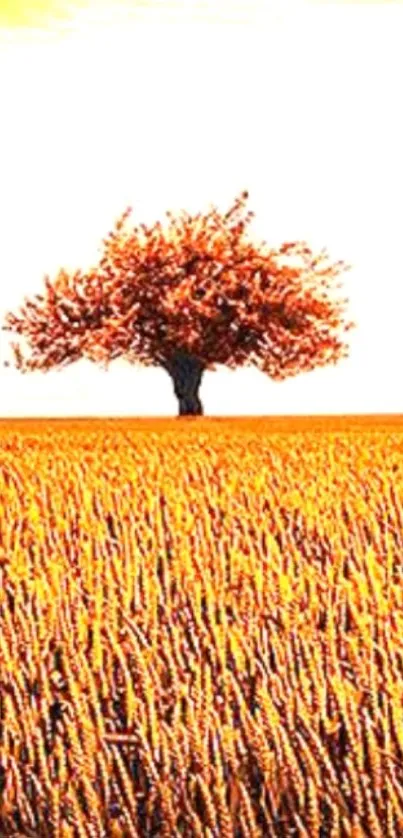 Golden wheat field with lone tree under a bright sky wallpaper.