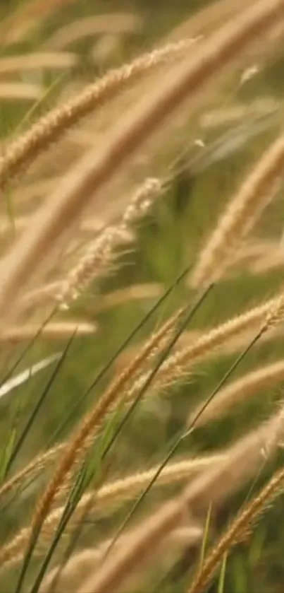 Golden wheat fields with a soft breeze, perfect for a calming wallpaper.