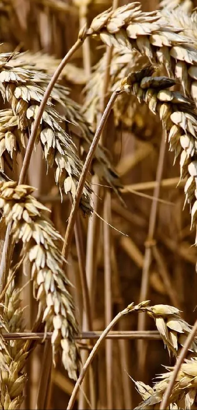 Golden brown wheat field with detailed grain stalks.